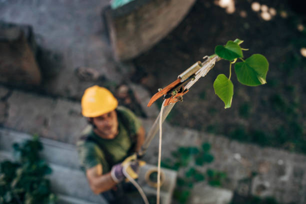 Best Tree Health Inspection  in Squaw Valley, CA