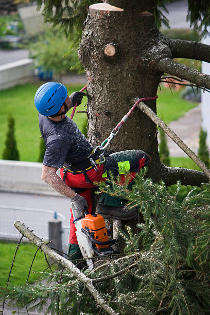 Professional Tree Removal in Squaw Valley, CA