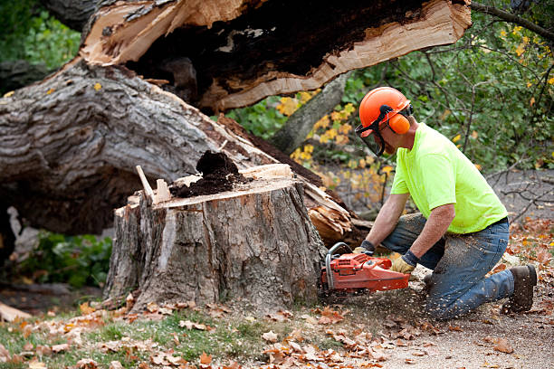 Best Stump Grinding and Removal  in Squaw Valley, CA