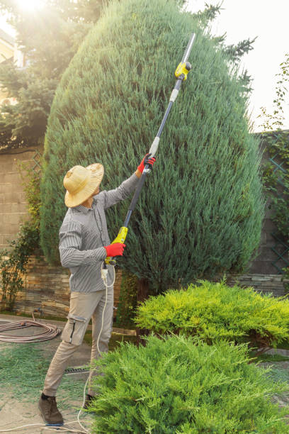 Best Grass Overseeding  in Squaw Valley, CA