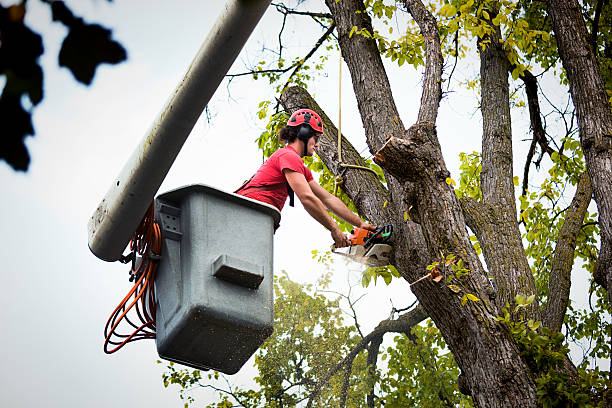 Best Tree Removal  in Squaw Valley, CA