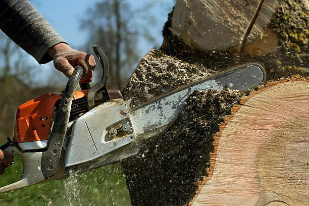  Squaw Valley, CA Tree Removal Pros